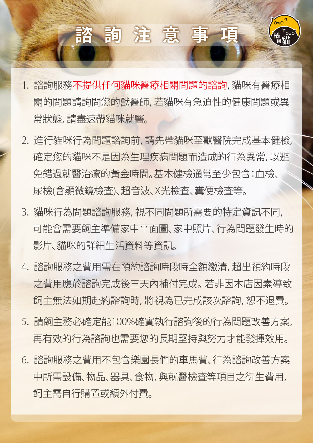 貓咪行為問題諮詢服務注意事項